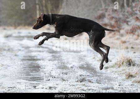 Londra, Regno Unito. 17th gennaio 2023: Un puntatore Shorthaired tedesco che gode delle condizioni congelate su Wimbledon Common, Londra, Regno Unito. Credit: Ashley Western/Alamy Live News Foto Stock