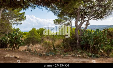 Bellissimo paesaggio mediterraneo con alberi e catuses sulla strada con vista panoramica sulla costa e cielo a Cala Ratjada, Maiorca Foto Stock