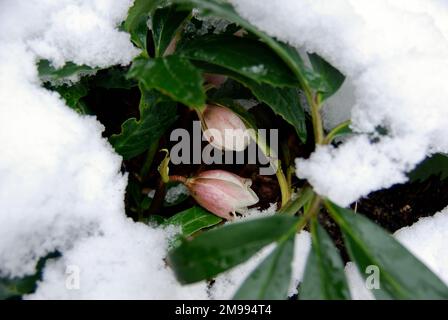 Pianta ellebore con due gemme in un aiuola innevata all'inizio della primavera. Foto Stock