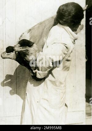 Donna che lavora nel deposito frigorifero trasportando carne durante la prima guerra mondiale. Foto Stock