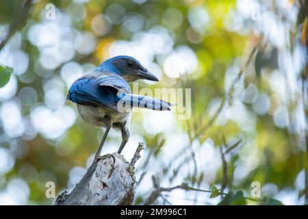 Bluebird della specie Aphelocoma californica, in piedi su un ramo d'albero guardando la macchina fotografica con spazio di copia Foto Stock