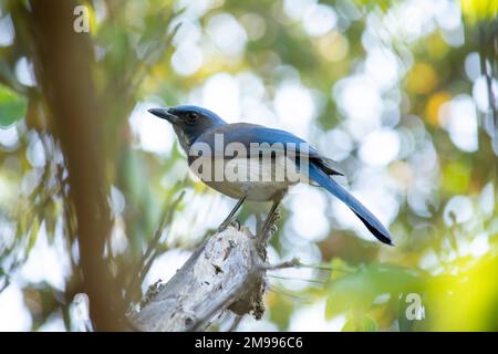 Bluebird (Aphelocoma californica), appollaiato su un ramo d'albero, con spazio di copia Foto Stock