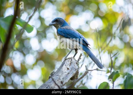 Bluebird (Aphelocoma californica), appollaiato su un ramo d'albero, con spazio di copia Foto Stock