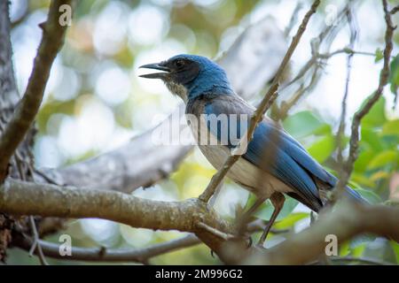 Bluebird (Aphelocoma californica), cantando su un ramo d'albero, con spazio copia Foto Stock