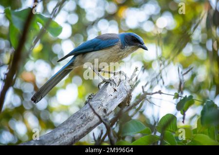 Bluebird (Aphelocoma californica), appollaiato su un ramo d'albero, con spazio di copia Foto Stock