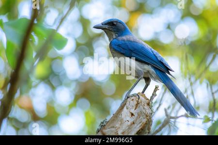 Bluebird della specie Aphelocoma californica, in piedi su un ramo d'albero guardando la macchina fotografica con spazio di copia Foto Stock