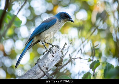 Bluebird della specie Aphelocoma californica, in piedi su un ramo d'albero guardando la macchina fotografica con spazio di copia Foto Stock