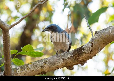 Bluebird della specie Aphelocoma californica, in piedi su un ramo d'albero guardando la macchina fotografica con spazio di copia Foto Stock