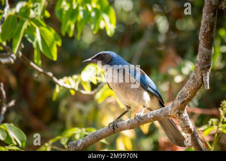 Bluebird della specie Aphelocoma californica, in piedi su un ramo d'albero guardando la macchina fotografica con spazio di copia Foto Stock