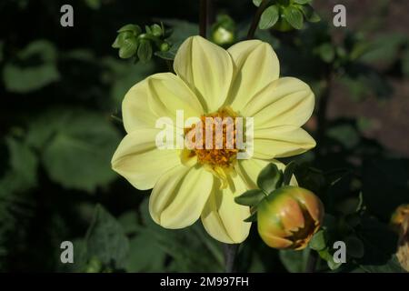 Dahlia fiore nel parco della città Foto Stock