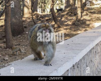 Carino macaco scimmia ape barbarbario, Ifrane parco nazionale, Marocco. Foto Stock