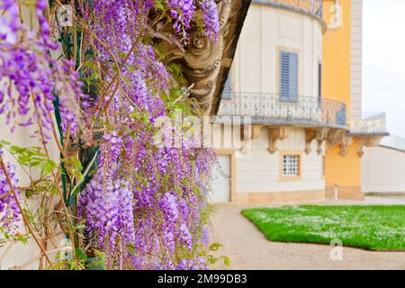 Glicine, fiori viola nel giardino Foto Stock