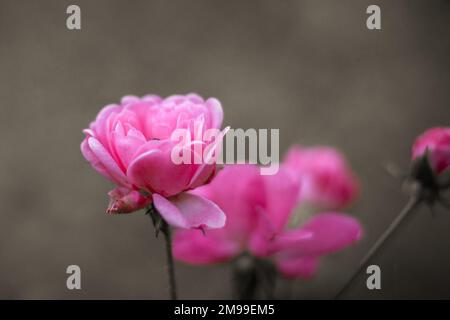 Rosa che fiorisce nelle luci autunnali su uno sfondo sfocato. Foto Stock