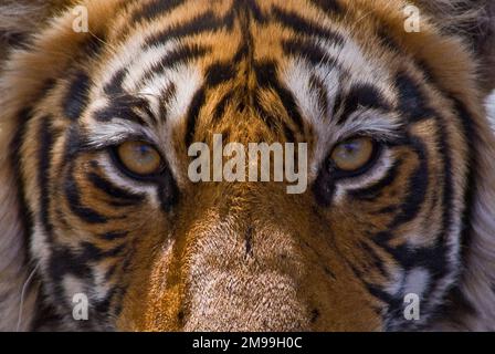 La tigre bengala (Panthera tigris) fotografata nel Parco Nazionale di Ranthambore, India, Asia Foto Stock