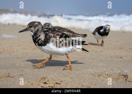 Turnstone, Ruddy Turnstone, Arenaria interpres Adulti non allevamento piumaggio uccello in esecuzione su una spiaggia tempestosa Norfolk aprile Foto Stock