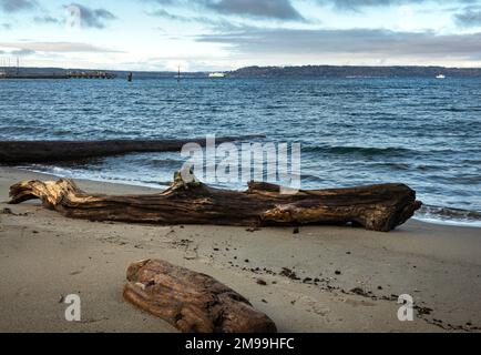 WA22910-00...WASHINGTON - Drift tronchi sulla spiaggia al Porto di Edmonds situato sul Salish Sea / Puget Sound. Foto Stock
