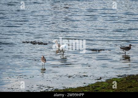 piccole dime a coda nera nel mare Foto Stock