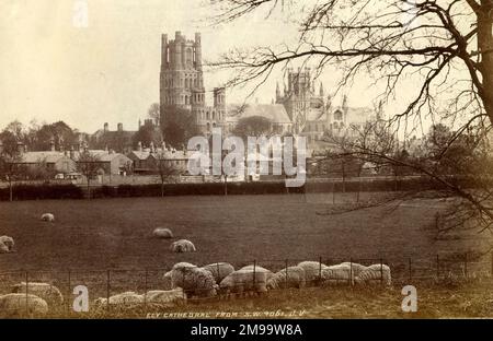 Cattedrale di Ely, Ely, Cambridgeshire, vista dal sud-ovest, con pecore in primo piano. Foto Stock