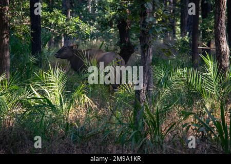 Un incredibile primo piano di enorme gaur indiano nel selvaggio Foto Stock