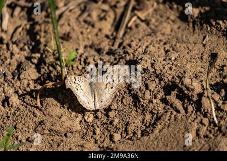 Un primo piano di una meravigliosa junonia attlite farfalla sul terreno Foto Stock