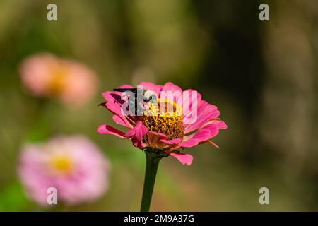 Un incredibile primo piano di una splendida latipes Xylocopa su un fiore Foto Stock