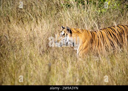 Un fantastico primo piano di una bellissima enorme tigre selvaggia Foto Stock