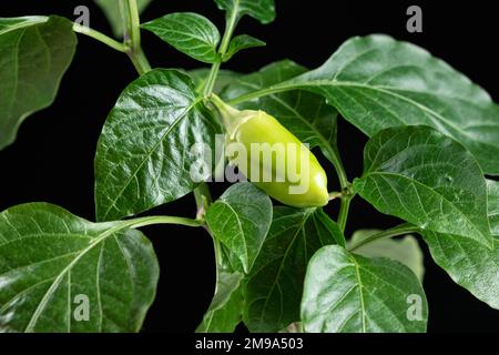 Peperoni crescenti da semi. Fase 10 - pepe verde piccolo sul ramo. Foto Stock