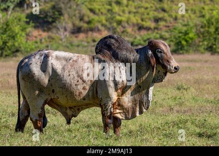 Brahman, Costa Rica Foto Stock