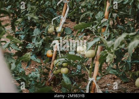 orto ecologico di pomodori Foto Stock