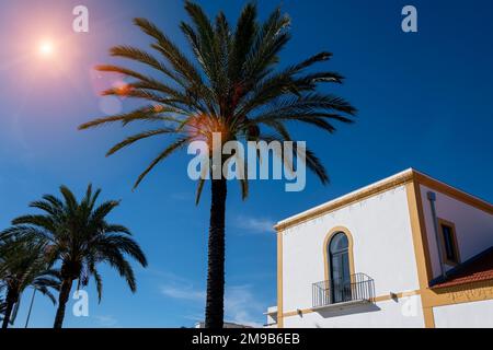 Palme ed edifici a Portimao, Algarve, Portogallo Foto Stock