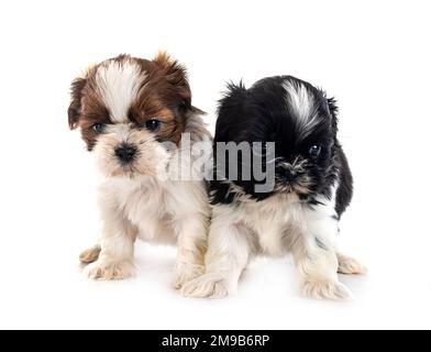 Cuccioli Shih Tzu di fronte a sfondo bianco Foto Stock