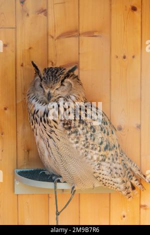 Grande gufo spottato - gufo di aquila eurasiatica - ritratto di un gufo in cattività. Il gufo è addestrato da un falconiere Foto Stock