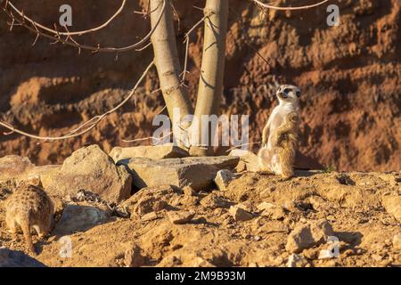 Il meerkat sorge sulla sabbia e guarda i dintorni. Foto Stock