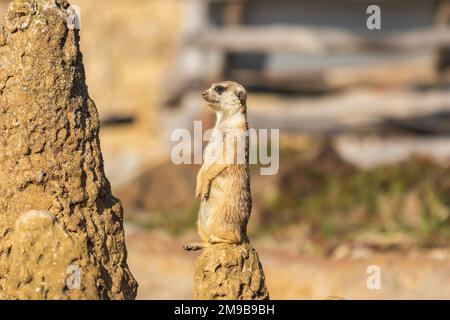 Il meerkat si erge sulla sabbia e guarda i dintorni. Lo sfondo è sfocato dalla tecnica fotografica. Foto Stock