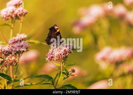 Una farfalla colorata con le ali allungate siede su un fiore selvatico in un prato. Foto Stock