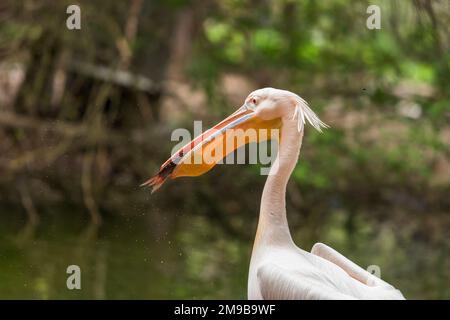 Pelecanus onocrotalus - un pellicano bianco sulla riva all'ombra sotto un albero deciduo ha catturato un pesce nel suo becco. Livello dell'acqua calmo nella parte posteriore gr Foto Stock