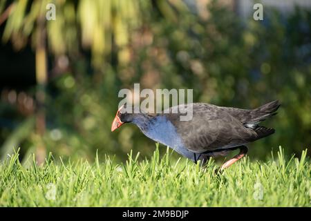 Uccello nativo di Pukeko della Nuova Zelanda che si foraggio in erba Foto Stock