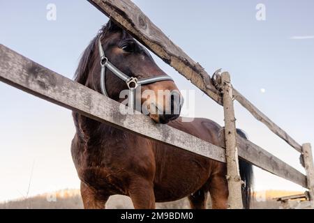 Primo piano di un bel cavallo marrone in piedi accanto a una recinzione di legno. Foto Stock