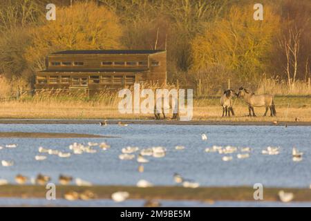 Cavallo Konik Equus caballus gemelli, 3 adulti su scrape con Nord Nascondi in background, RSPB Minsmere Riserva Naturale, Suffolk, Inghilterra, gennaio Foto Stock