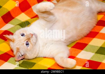 Blue, un gatto siamese a punta di fiamma, gioca su un copriletto colorato, 9 gennaio 2023, a Coden, Alabama. Foto Stock