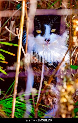 Un gatto randagio dai capelli lunghi siede in un thicket di erbacce, 28 dicembre 2022, a Ocean Springs, Mississippi. Foto Stock