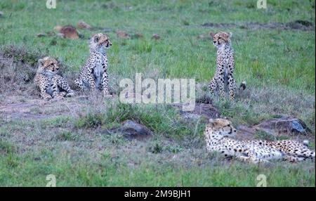 Famiglia di ghepardi (Acinonyx jubatus), Masai Mara, Kenya, Africa Foto Stock