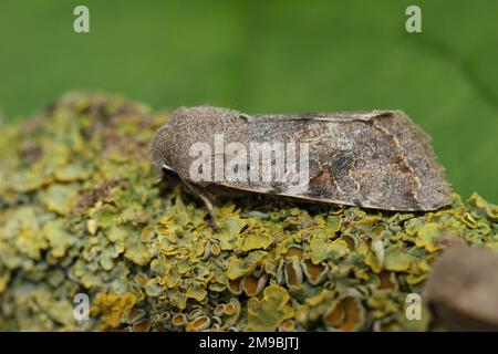 Particolare primo piano naturale su una falda di drab owlet di colore marrone, Orthesia incerta Foto Stock