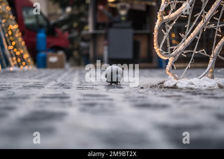 Pigeon sullo sfondo delle luci di Natale a Praga. Decorazioni festive sulla strada della città. Foto Stock