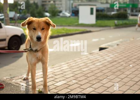 Il cane è legato al guinzaglio. L'animale domestico è in attesa del proprietario sulla strada. Animale è legato da strada su corda. Foto Stock