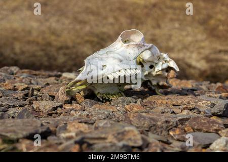 Coniston, Regno Unito: Cranio di pecora, raccolto pulito da scavenger, sdraiato su terreno roccioso nelle campane di Tilberthwaite, Cumbria. Foto Stock