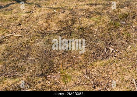 Serpente d'erba Natrix Natrix che si nasconde in erba Foto Stock