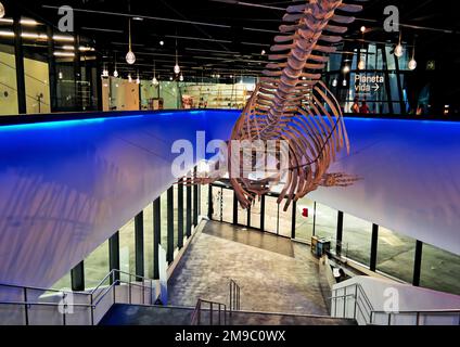 Barcellona, Spagna, maggio. 2018: Vista interna del Museo di Scienze naturali di Barcellona, in catalano, Museu de Ciencies Naturals. Scheletro di balena Foto Stock