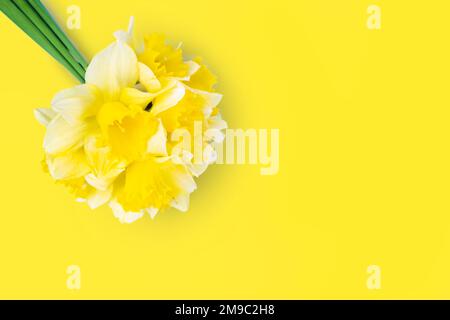 Bouquet di narcisi gialle, narciso su fondo giallo con spazio copia. Mockup, modello per le vacanze, il compleanno, la festa della mamma su sfondo giallo Foto Stock