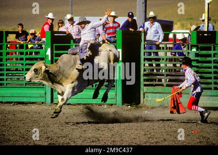 1980S UOMO RODEO BULL RIDER LASCIANDO LO SCIVOLO BUCKING PER INIZIARE 8 SECONDA CORSA PER PUNTEGGIO IL CLOWN DI SICUREZZA È VICINO PER LA PROTEZIONE - 103049 RWN001 HARS BEST WESTERN HAZARD COWBOYS RIDER BUCKING AVVENTURA FORZA PERICOLOSA CORAGGIO ECCITAZIONE PIÙ POTENTE RISCHIOSO SU OCCUPAZIONI PERICOLOSE SPORT PROFESSIONALI NON SICURI FUGA TENTATIVO DI PERICOLO BRAHMA BULL EQUITAZIONE SOGGIORNO CAUCASICO ETNIA VECCHIO STILE Foto Stock